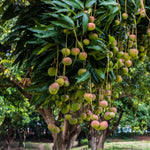 Ripening Mango fruits on tree in Brazil.  Photo by Alf Ribeiro