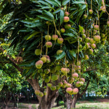 Ripening Mango fruits on tree in Brazil.  Photo by Alf Ribeiro