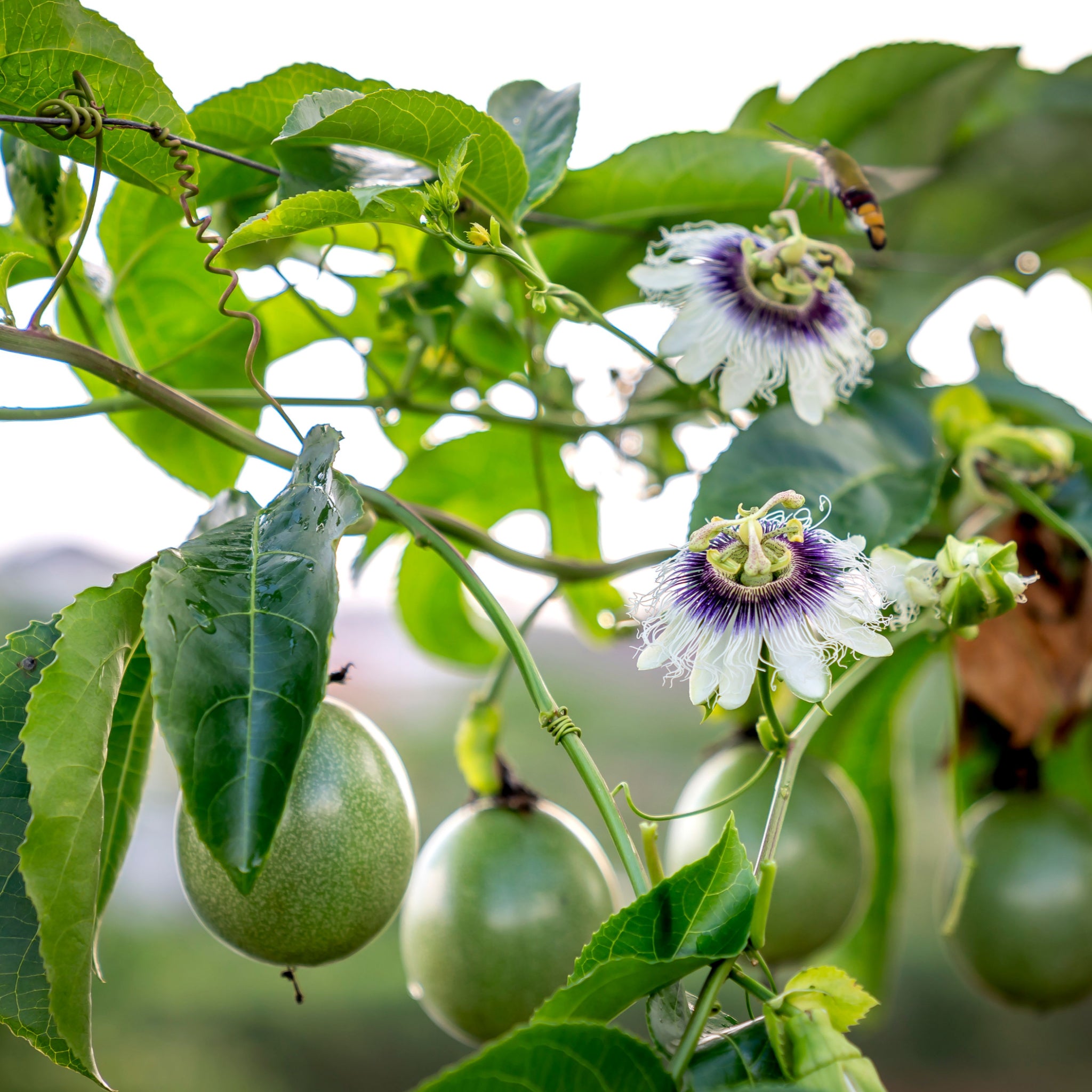 Purple passion flowers with green leaves blossoming into unripe green maracuja fruits.  Photo by Quang nguyen vinh