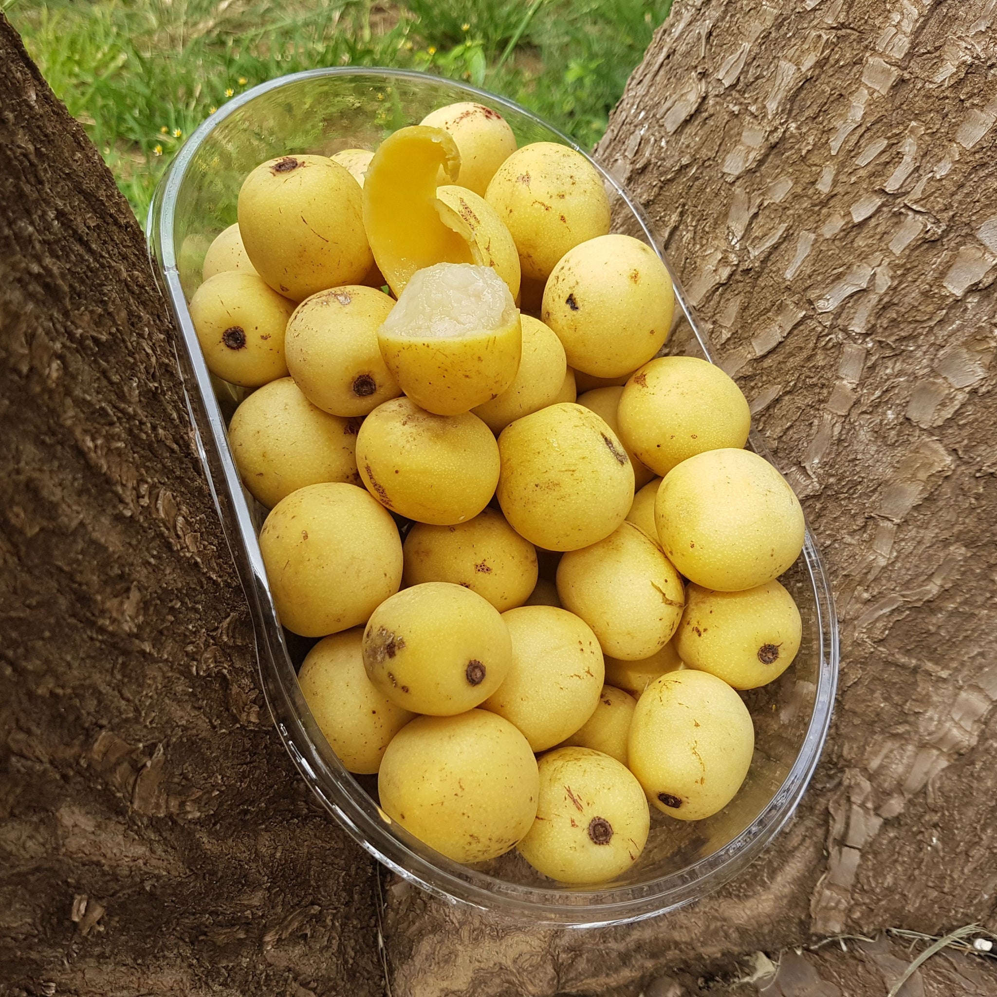 Juicy bright yellow marula (Sclerocarya birrea) fruit in a clear bowl - photo by Ridolf Coertze