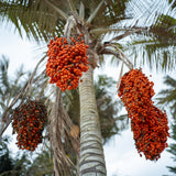 Morete (mauritia flexuosa) palm tree with bright orange unripe buriti fruits.  sometimes called Moriche Palm, Ite Palm, Buriti, Muriti - photo by Alexandre Laprise