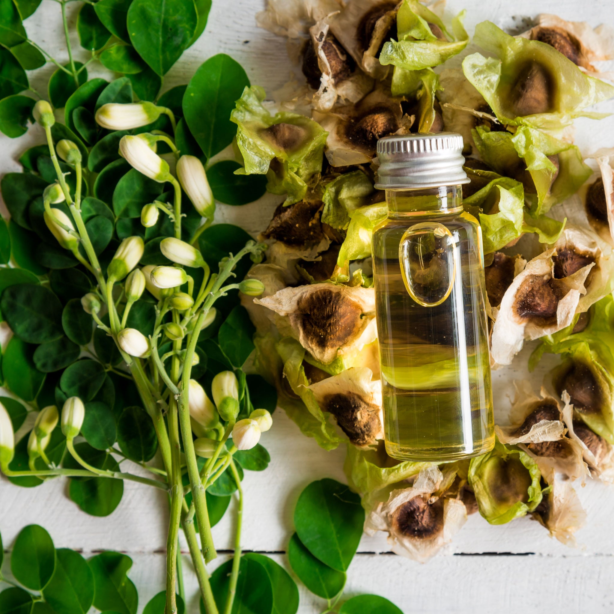 organic moringa seeds for planting Moringa Oil