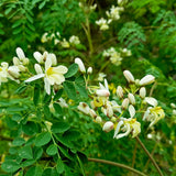 Beautiful white flowers blooming on bright green Moringa Oleifera plant - photo by Nino Capotino