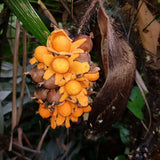 Ripened bright orange seeds of Astrocaryum murumuru, popping open from their outer covering in Brazilian Amazon Rainforest - photo by guentermanaus