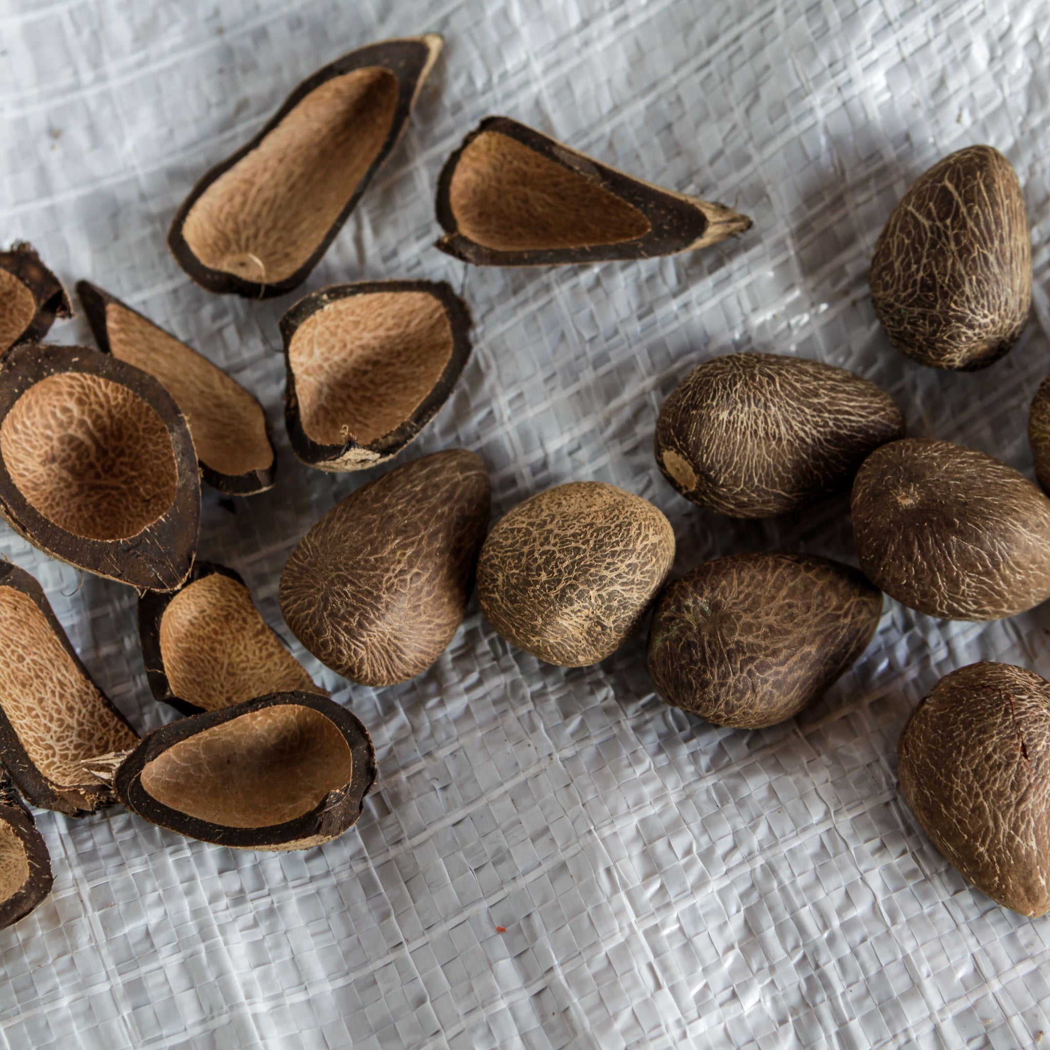 Close up of seeds of Murumuru (astrocaryum murumuru) a species of Amazon nuts used to manufacture cosmetic butters.  Photo by PARALAXIS