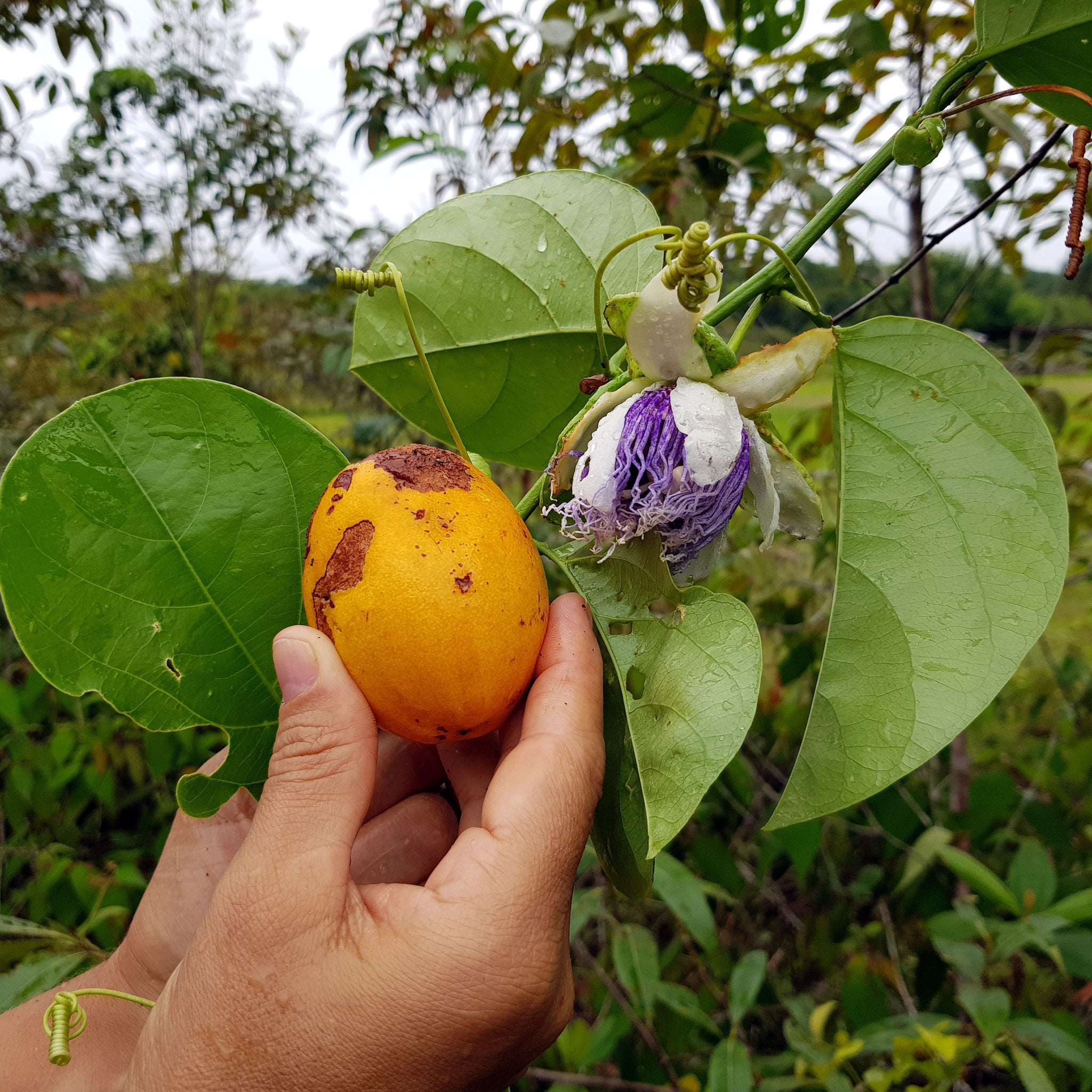 Beautiful photo of passion fruit blossum (passiflora edulis) with ripened maracuja fruit - photo by guentermanaus