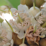 Chyura Phulwara Butter - Wild Harvested - Unrefined