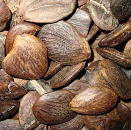 Close up image of Pracaxi (Pentaclethara macroloba) Seeds drying for pressing into precious oil.