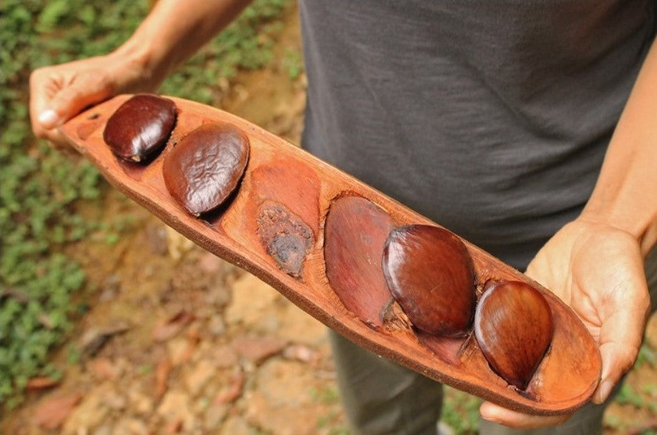 Giant Pracaxi (pentaclethra macroloba) Seeds - a legume in the forested interior of the Brazilian Amazon