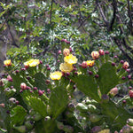 Prickly Pear cactus flowering into fruits, ready for harvesting seeds into Organic Facial Oil