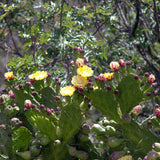 Prickly Pear cactus flowering into fruits, ready for harvesting seeds into Organic Facial Oil