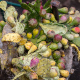 Optunia vulgaris prickly pear cactus plants with ripening fruits in yellow, red, and orange.  Photo by wjarek