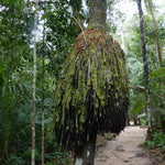 The Pataua, sehe, hungurahua, or bataua tree native to the Amazon Rainforest - photo by guentermanaus