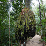 The Pataua, sehe, hungurahua, or bataua tree native to the Amazon Rainforest - photo by guentermanaus