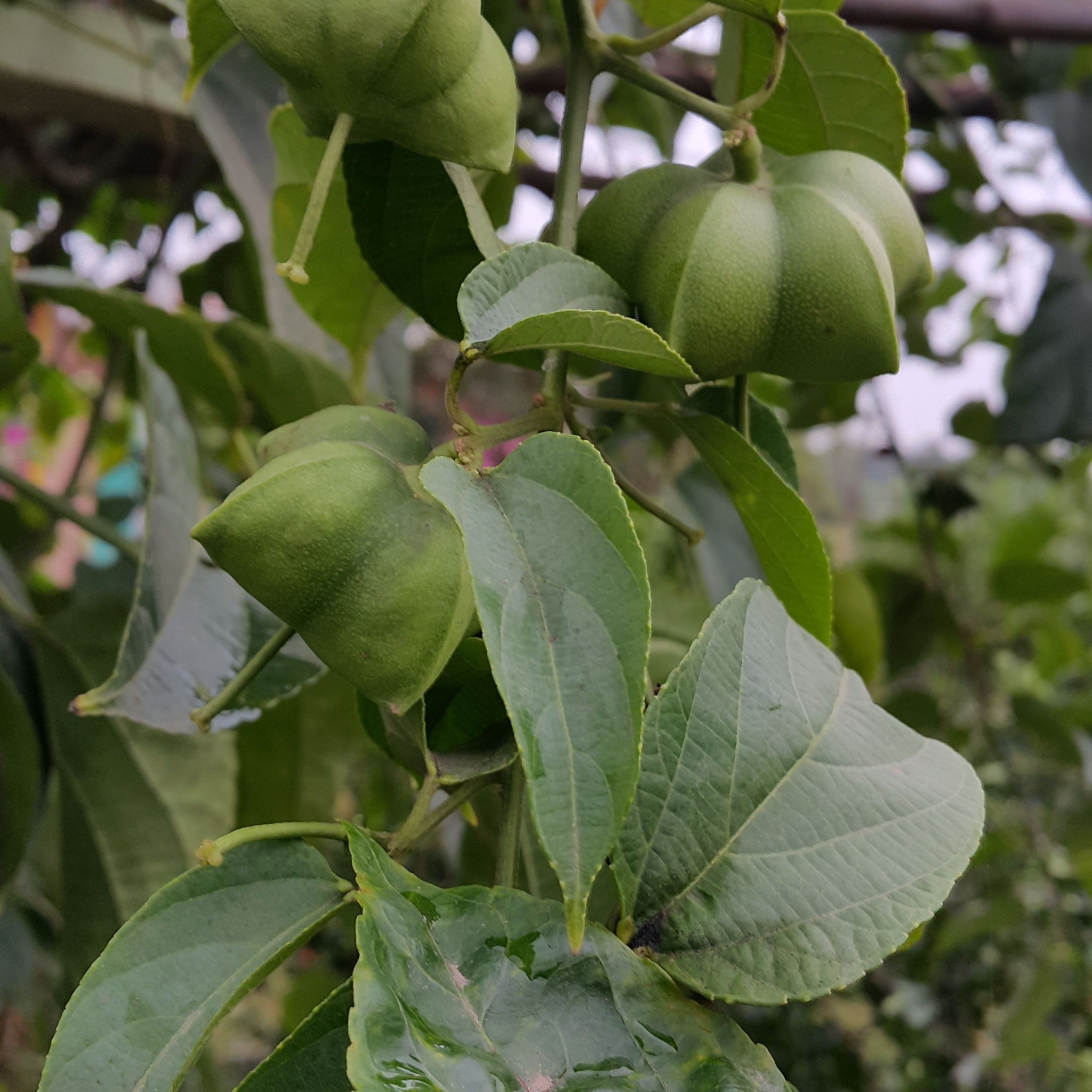 Green lush Sacha Inchi (Plukenetia volubilis) Tree with ripening peanuts forming through leaves