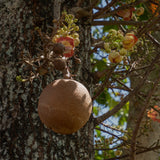 Shorea robusta Sal tree with gorgeous orange and yellow blossoms that turned into The Sal cannonball seed for making Sal Butter