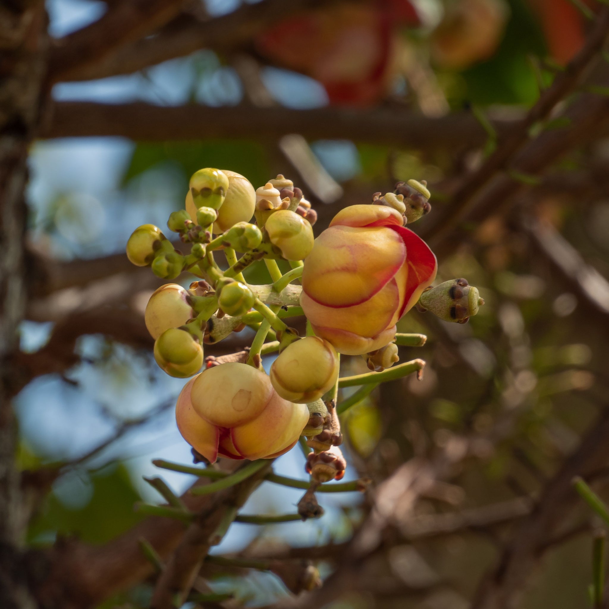 Gorgeous Shorea robusta flowers blossoming into Sal tree, also know as cannonball tree