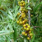 Unripe Sea Buckthorn (Hippophae rhamnoides) berries on the tree.  Light green to yellow berries on bright green leaves of plant. Photo by guentermanaus