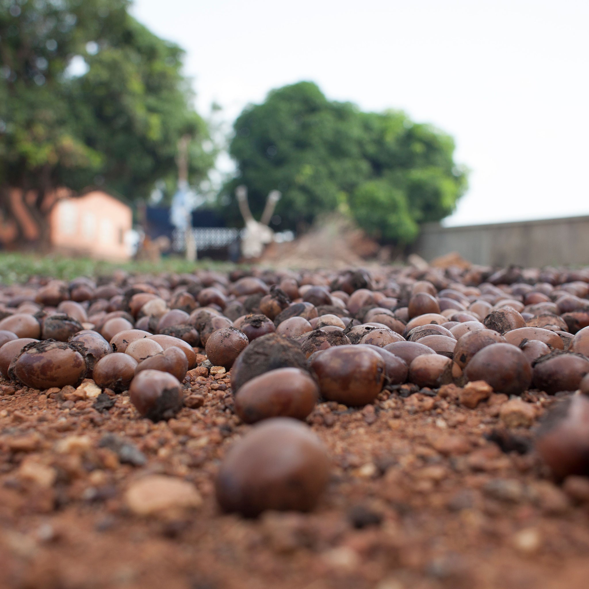 Shea nuts drying under the sun with trees in background