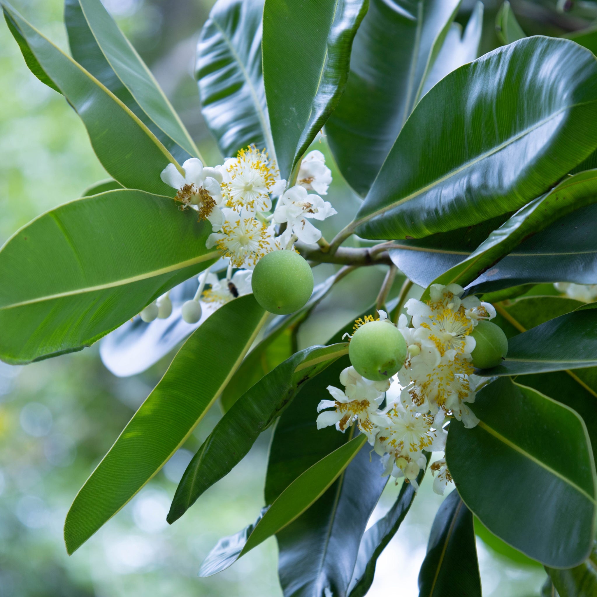 Flowers and fruits of Tamanu (calophyllum inophyllum). Blooming white panicle with light green ripening fruits on a tree with shiny dark tropical leaves. - photo by kaninw