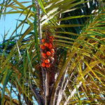 Ripe Tucuma (astrocaryum aculeatum) fruits on the tree near Solimoes, State of Para in Brazil - photo by juerginho