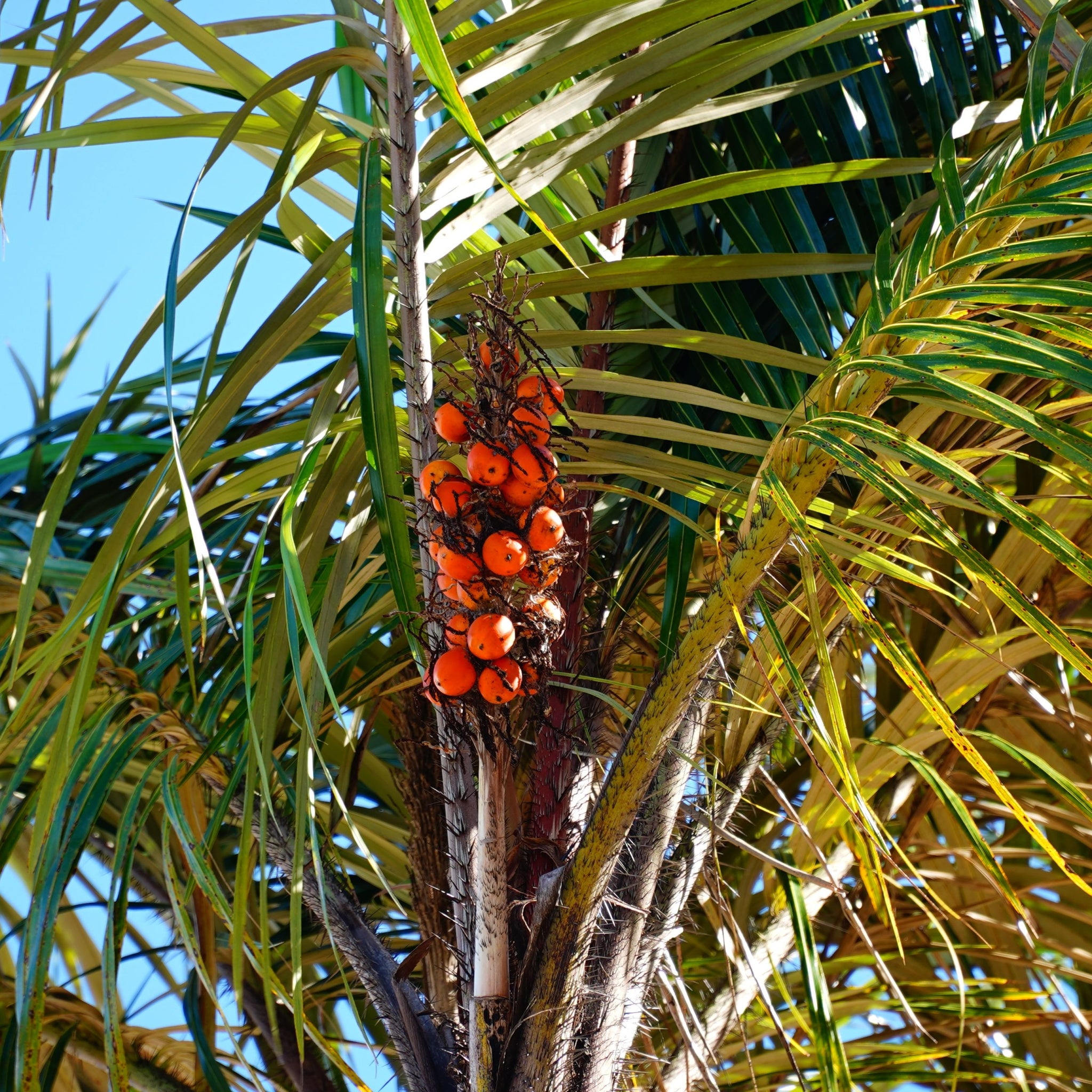 Ripe Tucuma (astrocaryum aculeatum) fruits on the tree near Solimoes, State of Para in Brazil - photo by juerginho