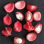 Ucuuba seeds cut open to expose insides displaying seeds with red flesh surrounding.  Photo by guentermanaus