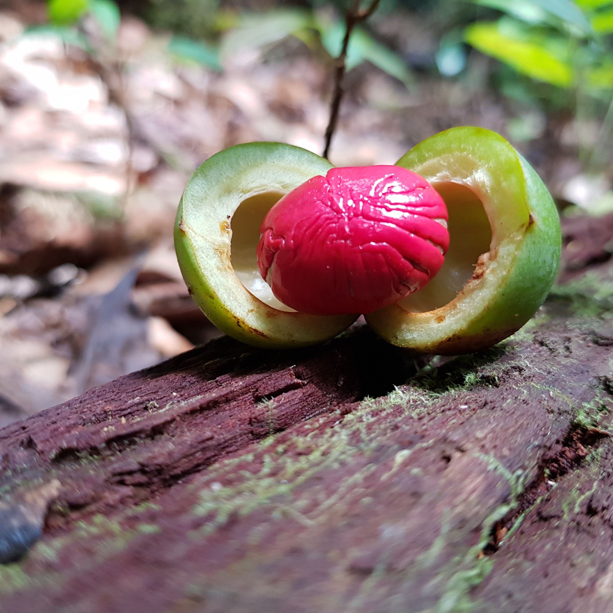 Fruit and seed of Virola surinamensis, commonly known as baboonwood, ucuuba, ucuhuba, and chalviande, is a species of flowering plant in the Myristicaceae family in the Amazon rainforest, Brazil.  Photo by guentermanaus