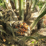 The Caiaue palm is a palm tree native to the Amazon whose oil contains high amounts of beta-carotene (precursor vitamin A) and vitamin E. In addition, it is rich in unsaturated fatty acids, mainly oleic acid (48-53%).