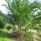 Caiaue (Ojon) Oil - Wild Harvested & Unrefined